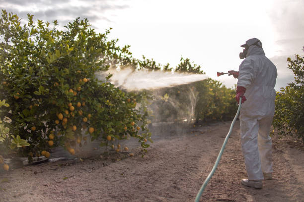 Best Ant Control Services  in Destrehan, LA